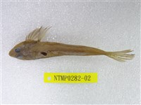 藏品(日本(魚銜))的圖片